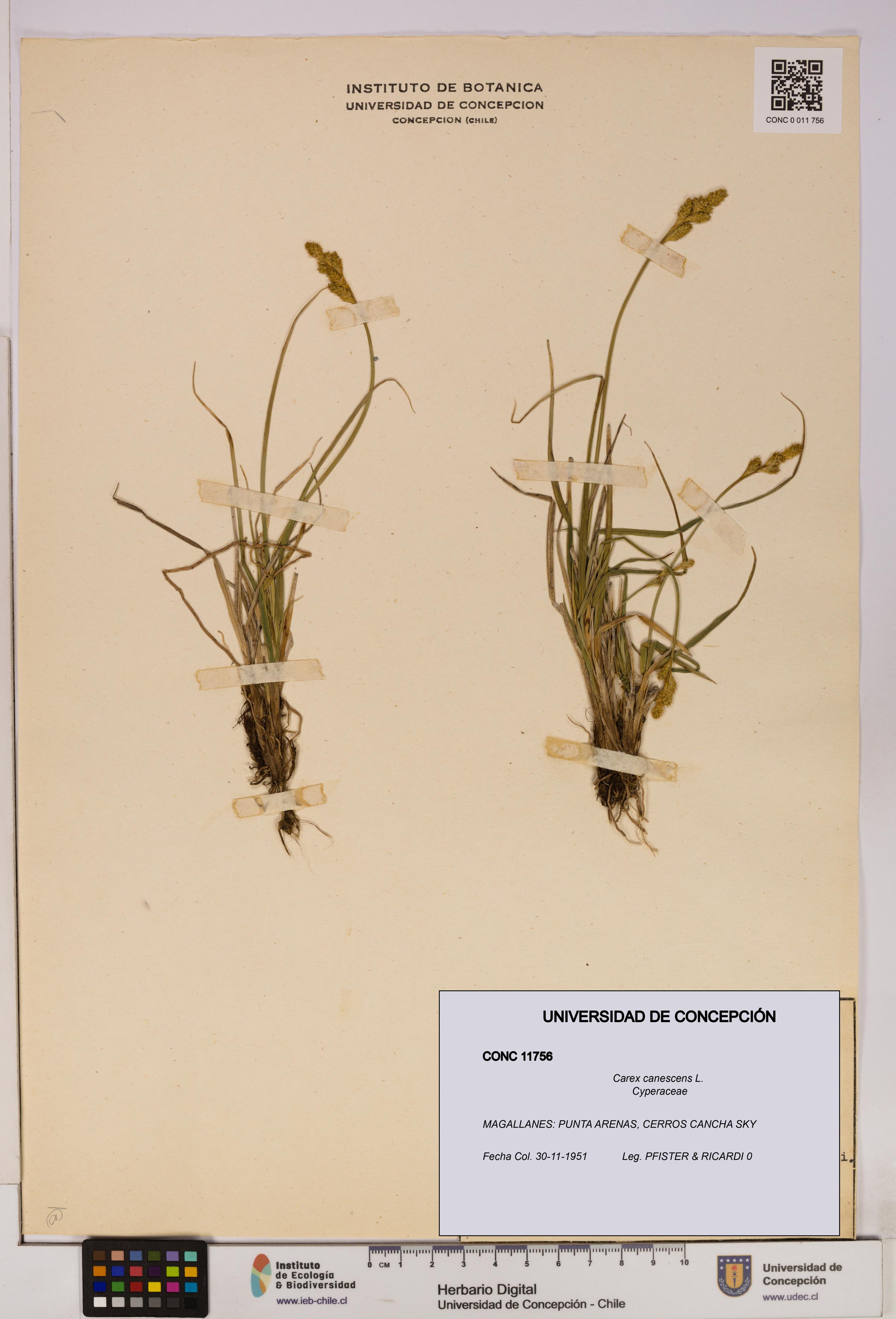 Carex canescens [Espécimen: UDEC:CONC:0011756]