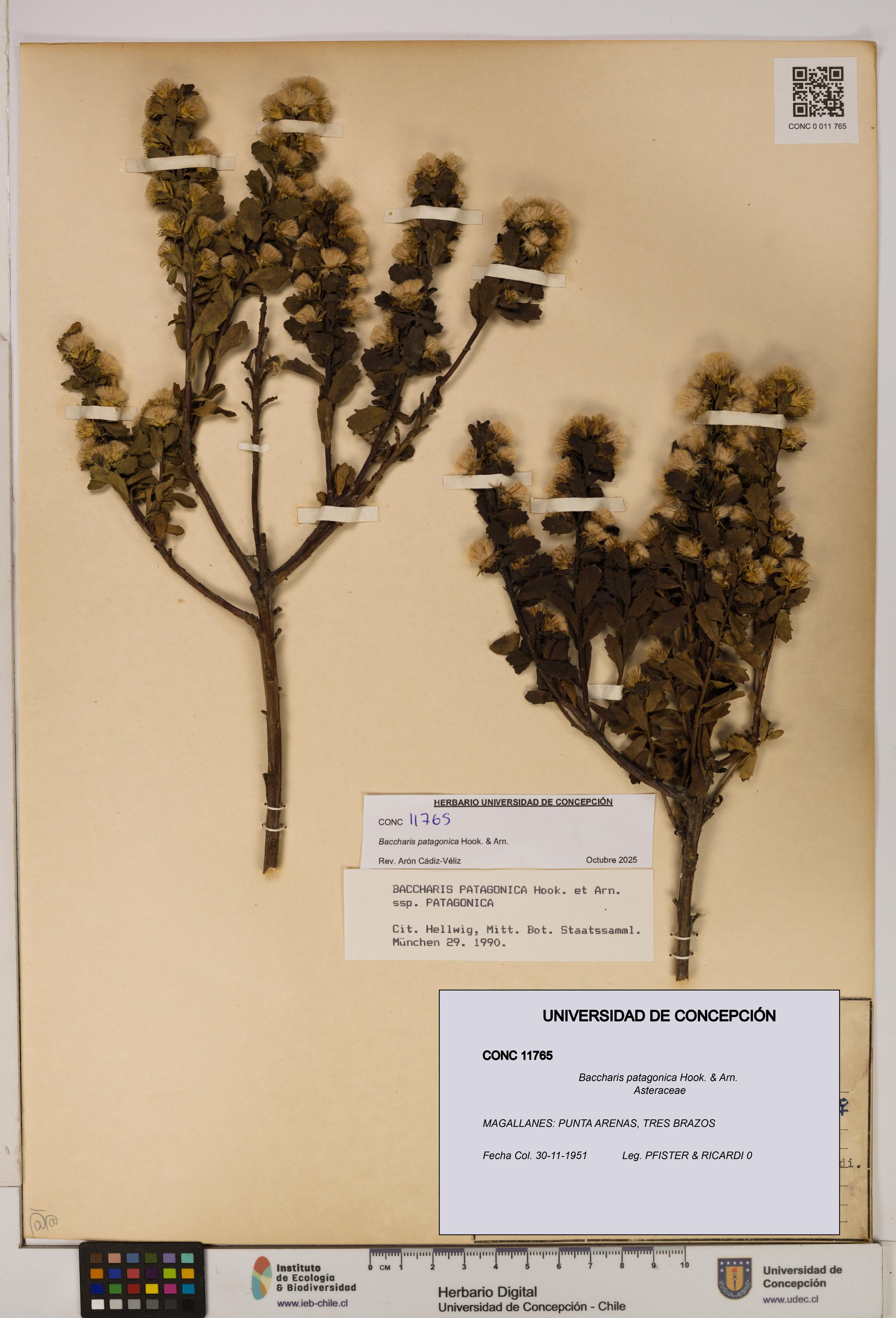 Baccharis patagonica [Espécimen: UDEC:CONC:0011765]