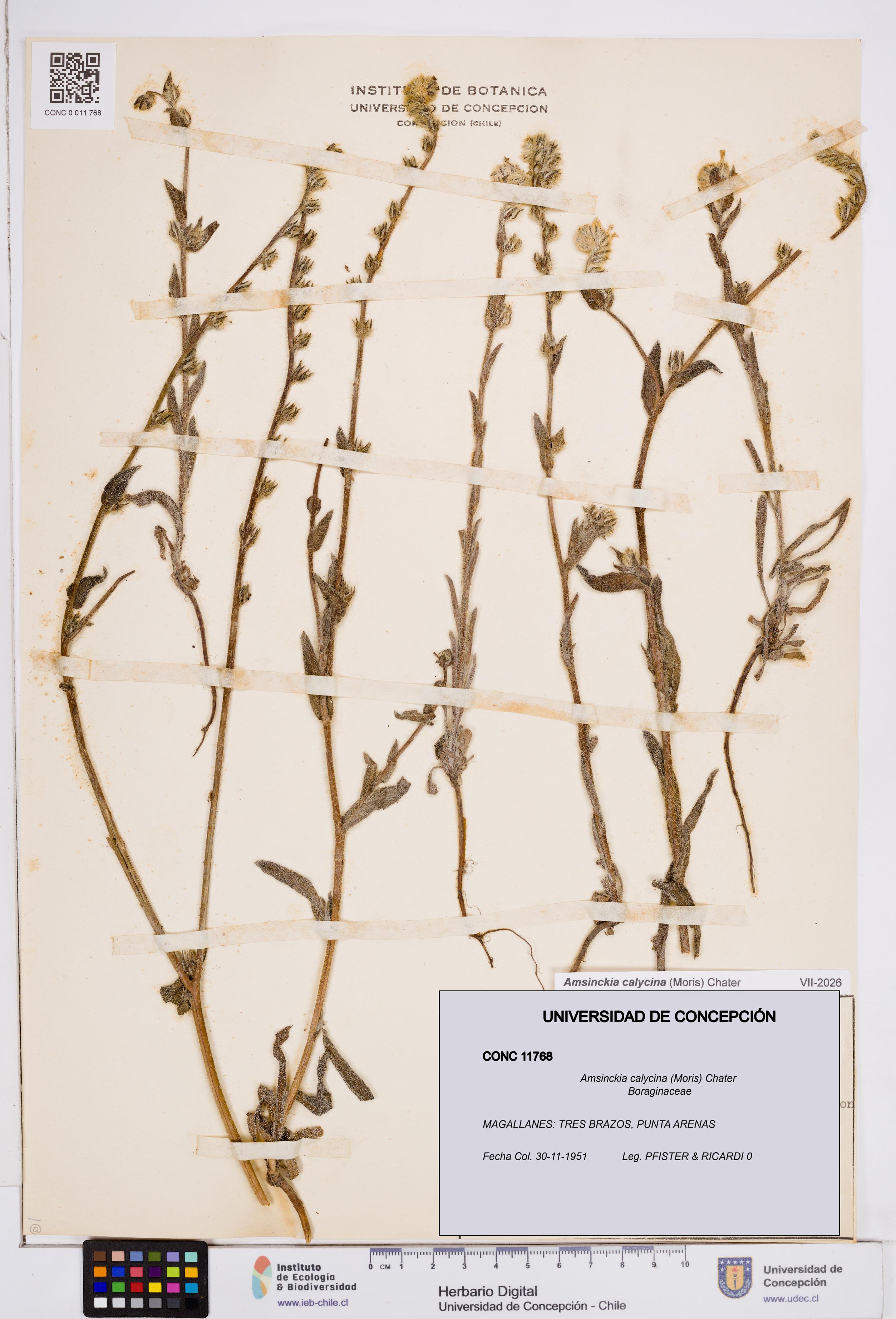 Amsinckia calycina [Espécimen: ]
