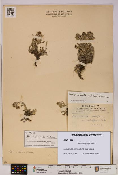 Gamochaeta nivalis [Espécimen: UDEC:CONC:0011776]