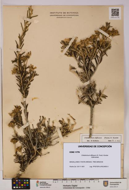 Chiliotrichum diffusum [Espécimen: UDEC:CONC:0011779]