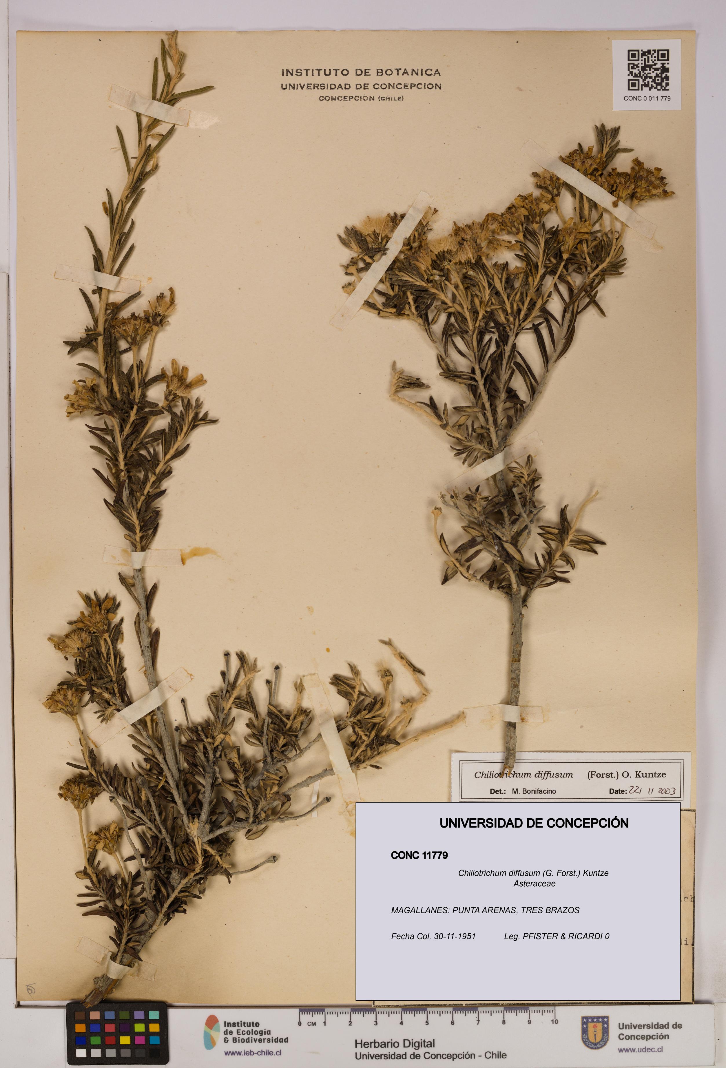 Chiliotrichum diffusum [Espécimen: UDEC:CONC:0011779]