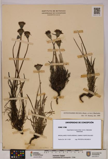 Hypochaeris incana [Espécimen: UDEC:CONC:0011786]