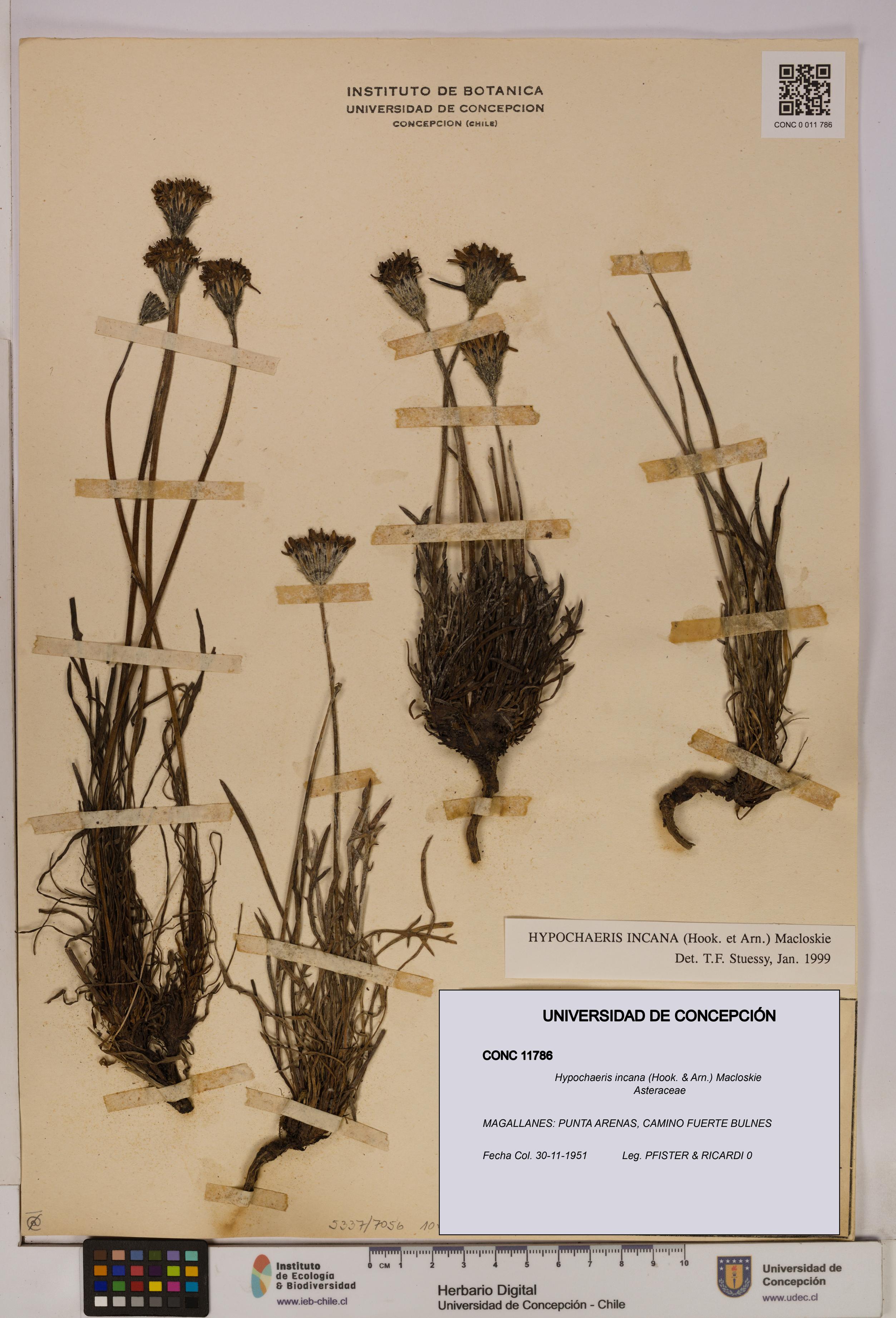 Hypochaeris incana [Espécimen: UDEC:CONC:0011786]