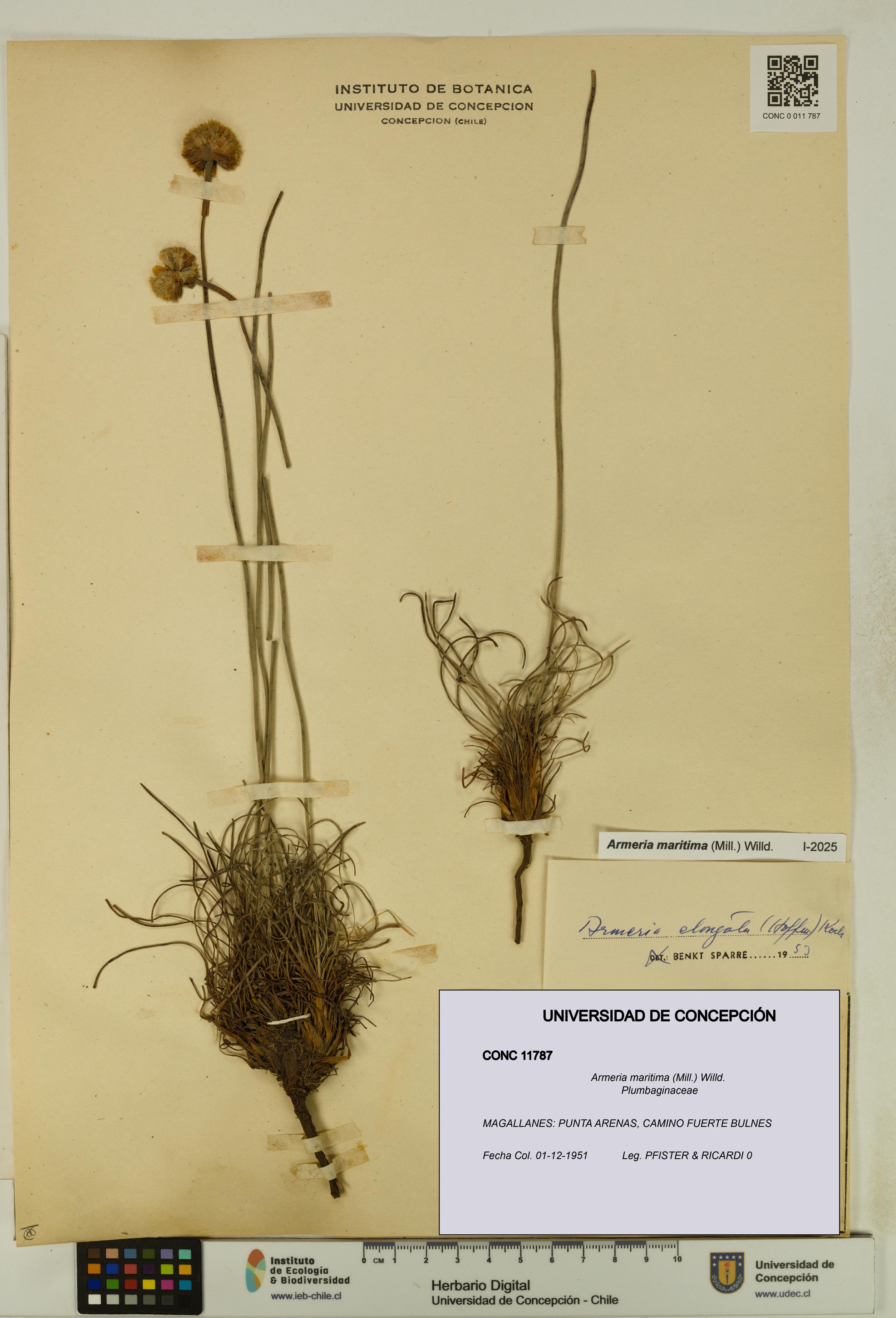 Armeria maritima [Espécimen: UDEC:CONC:0011787]