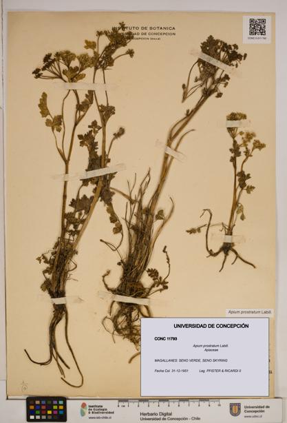 Apium prostratum [Espécimen: ]