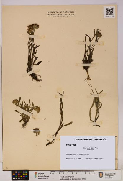 Erigeron myosotis [Espécimen: UDEC:CONC:0011796]