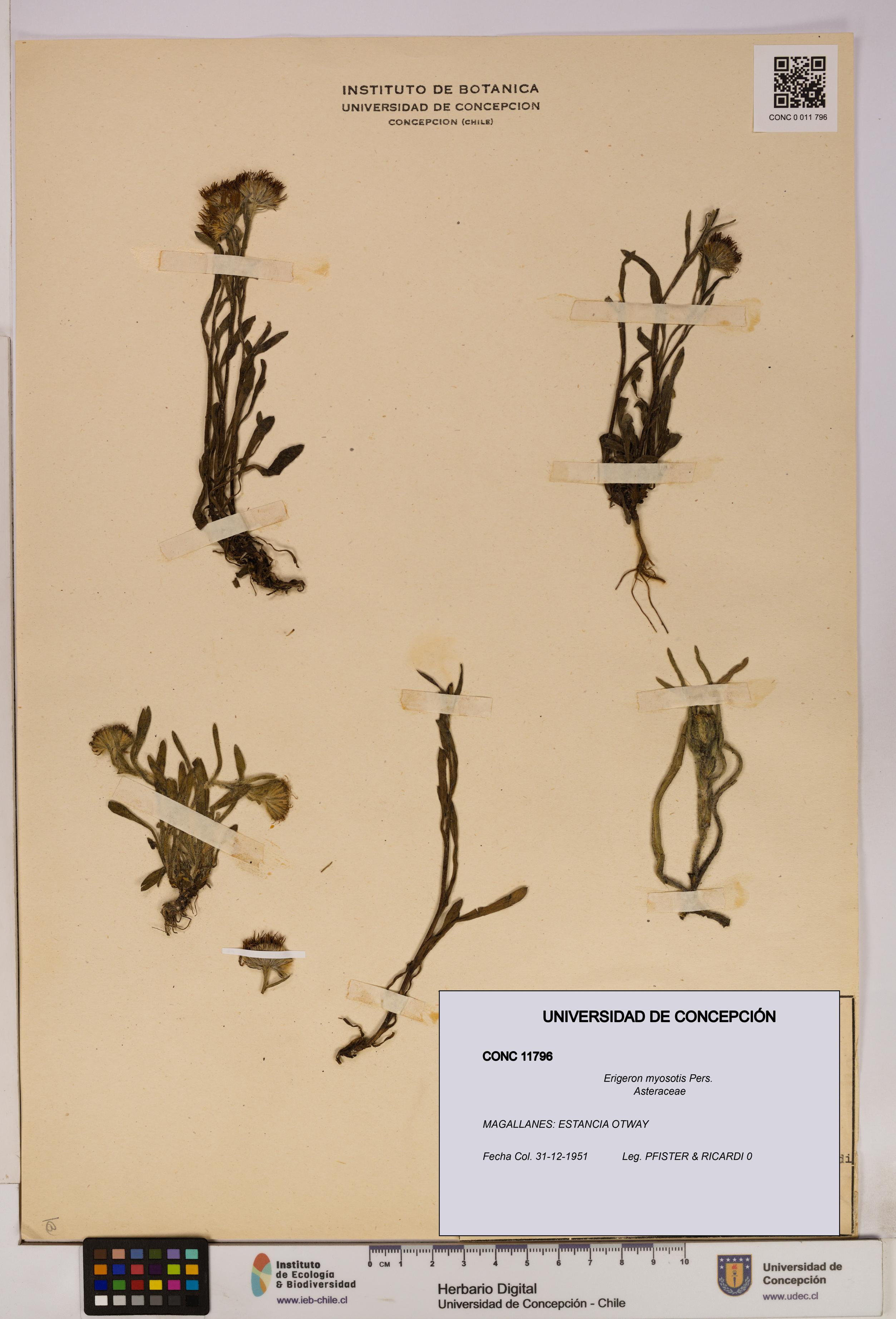 Erigeron myosotis [Espécimen: UDEC:CONC:0011796]