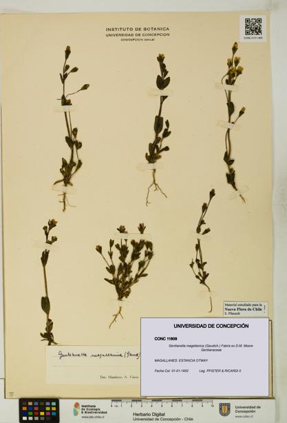 Gentianella magellanica [Espécimen: UDEC:CONC:0011809]