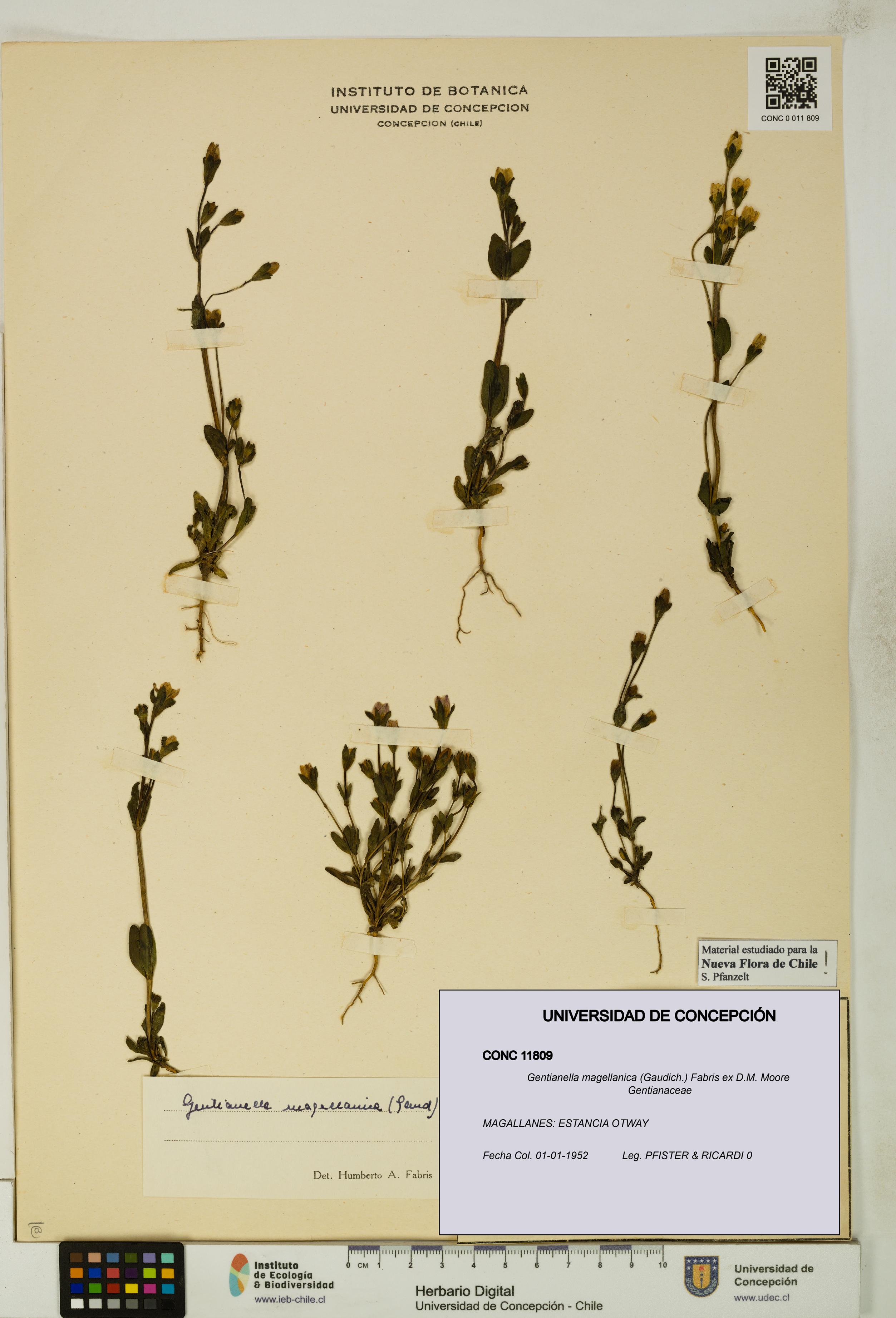 Gentianella magellanica [Espécimen: UDEC:CONC:0011809]