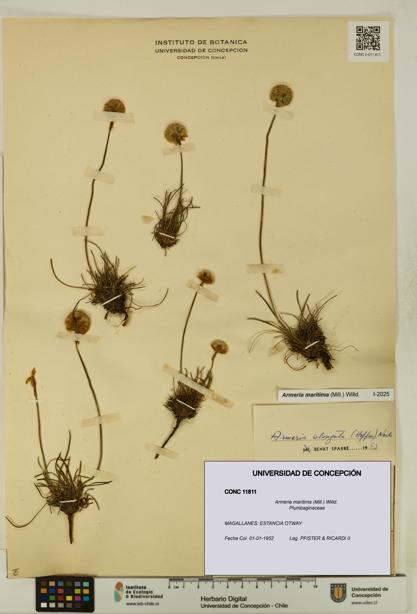 Armeria maritima [Espécimen: UDEC:CONC:0011811]