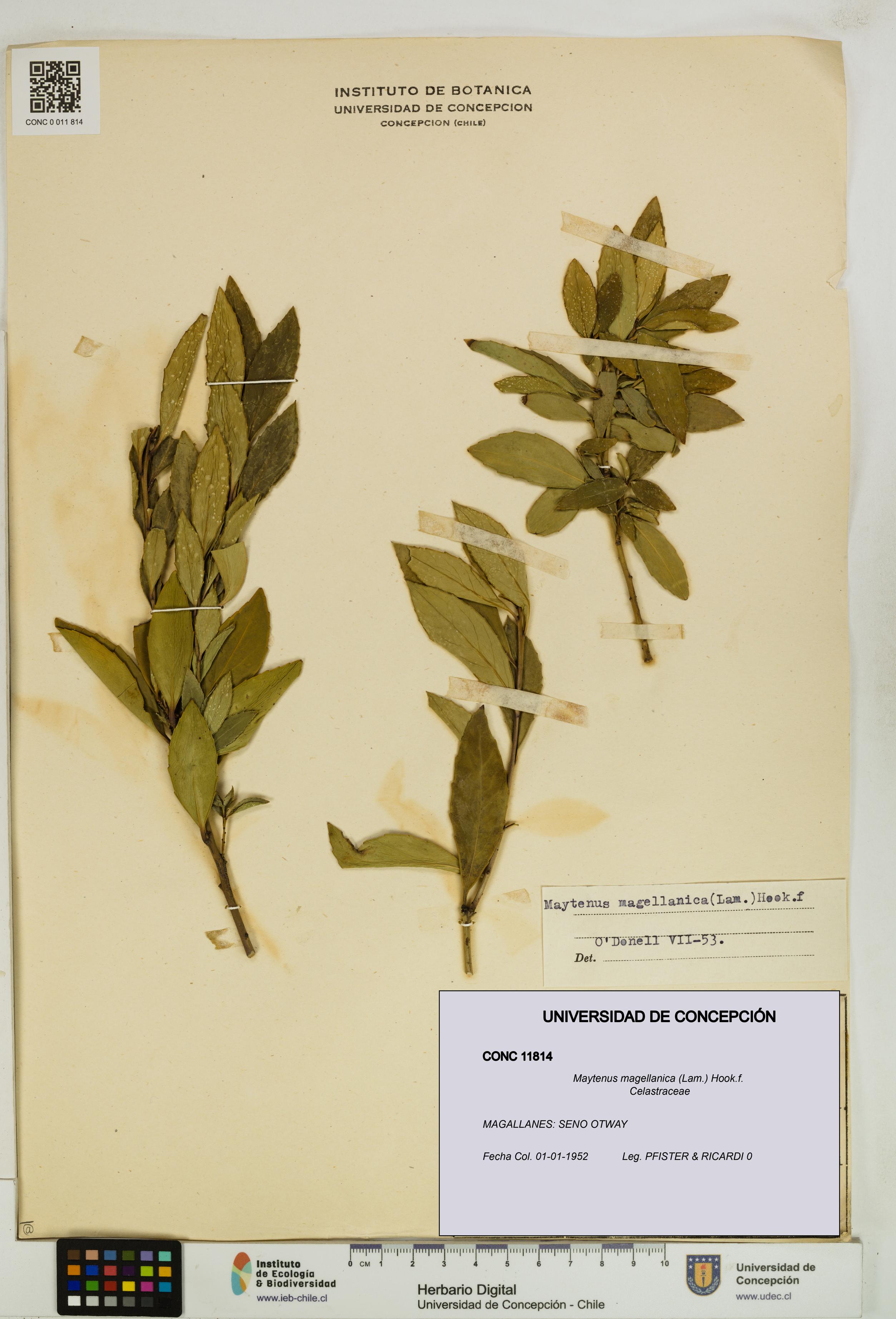 Maytenus magellanica [Espécimen: UDEC:CONC:0011814]