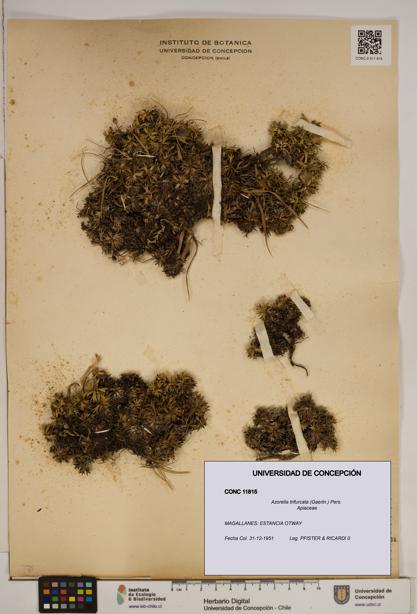 Azorella trifurcata [Espécimen: ]
