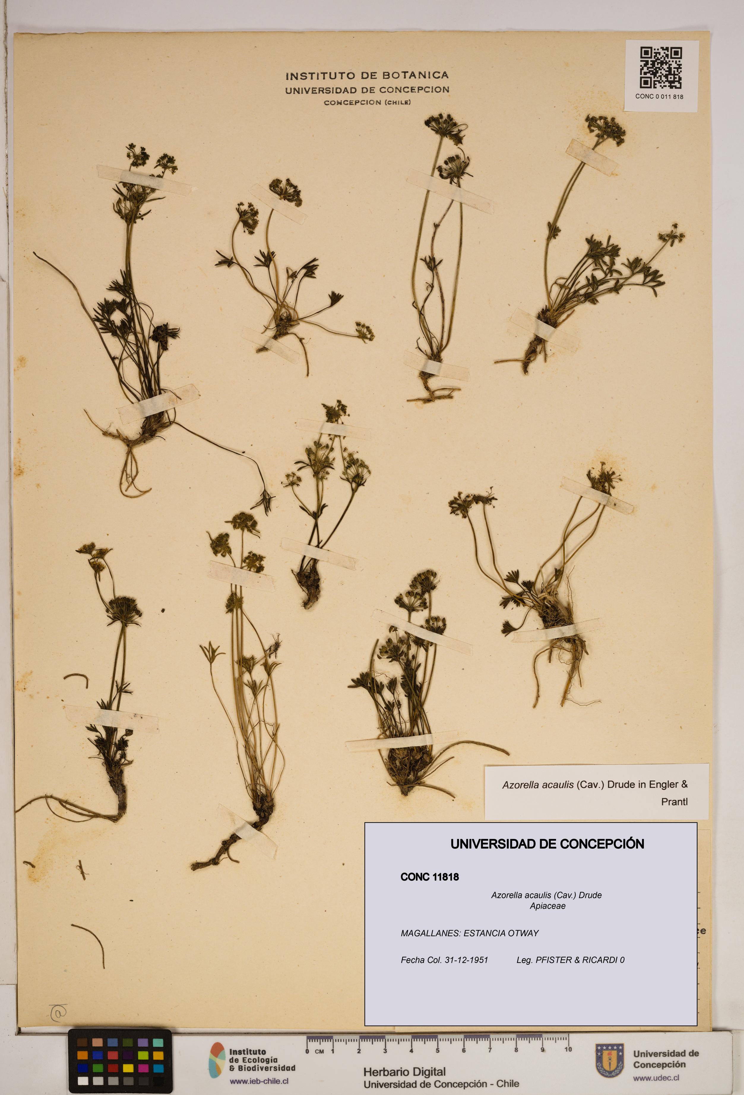 Azorella acaulis [Espécimen: ]