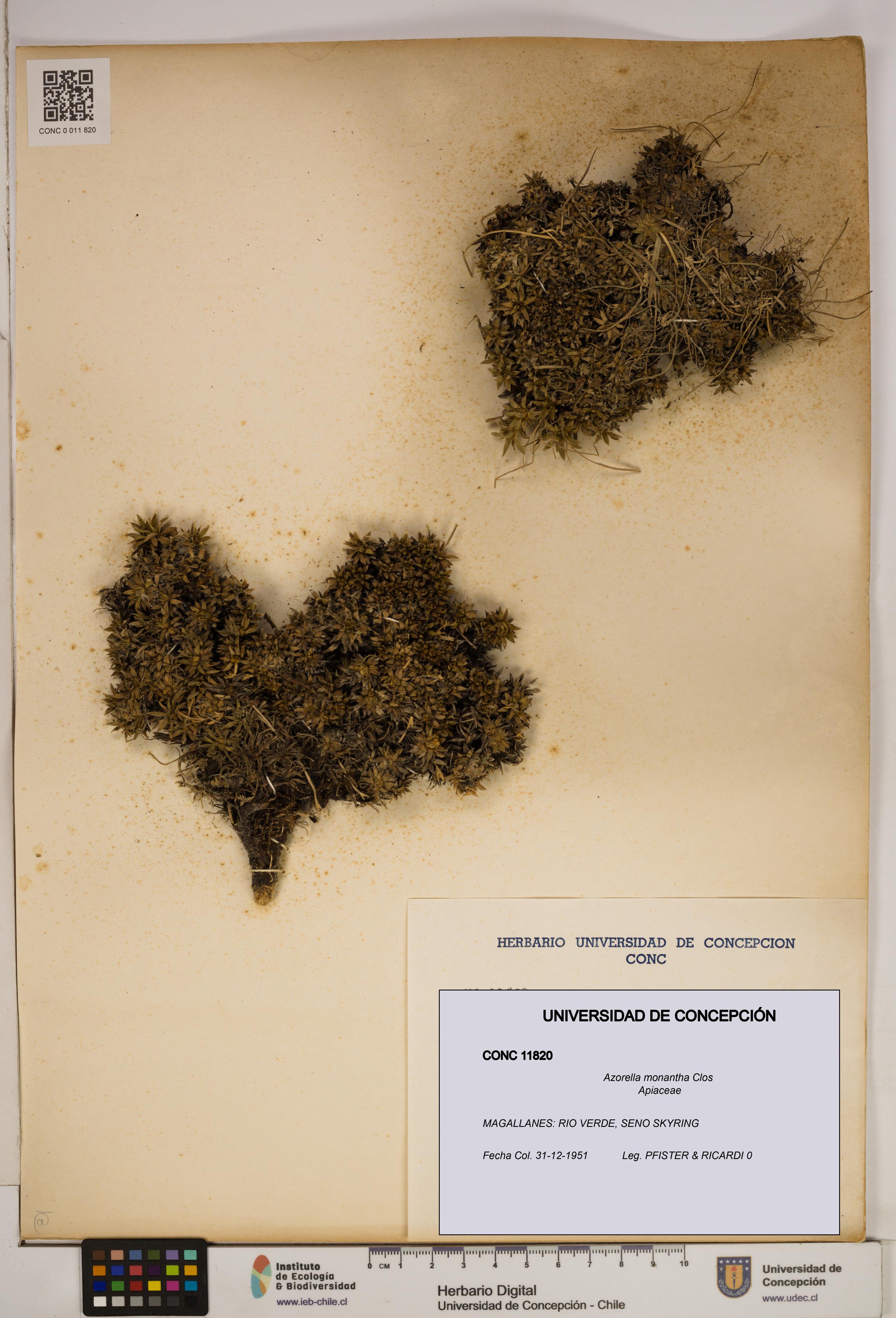Azorella monantha [Espécimen: ]