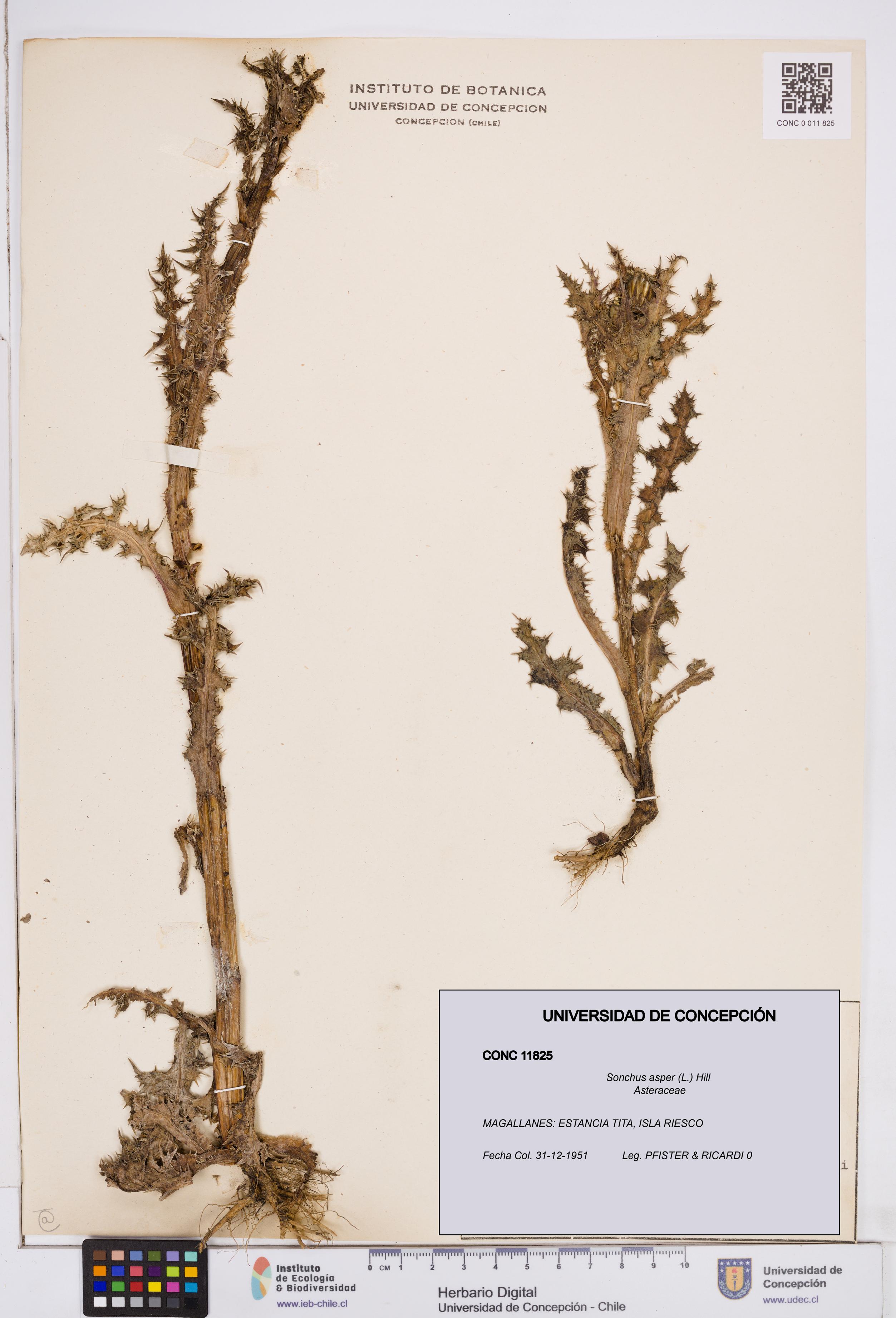 Sonchus asper [Espécimen: ]