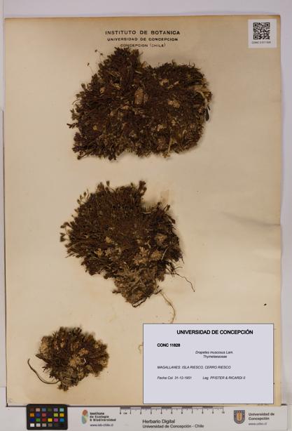 Drapetes muscosus [Espécimen: UDEC:CONC:0011828]