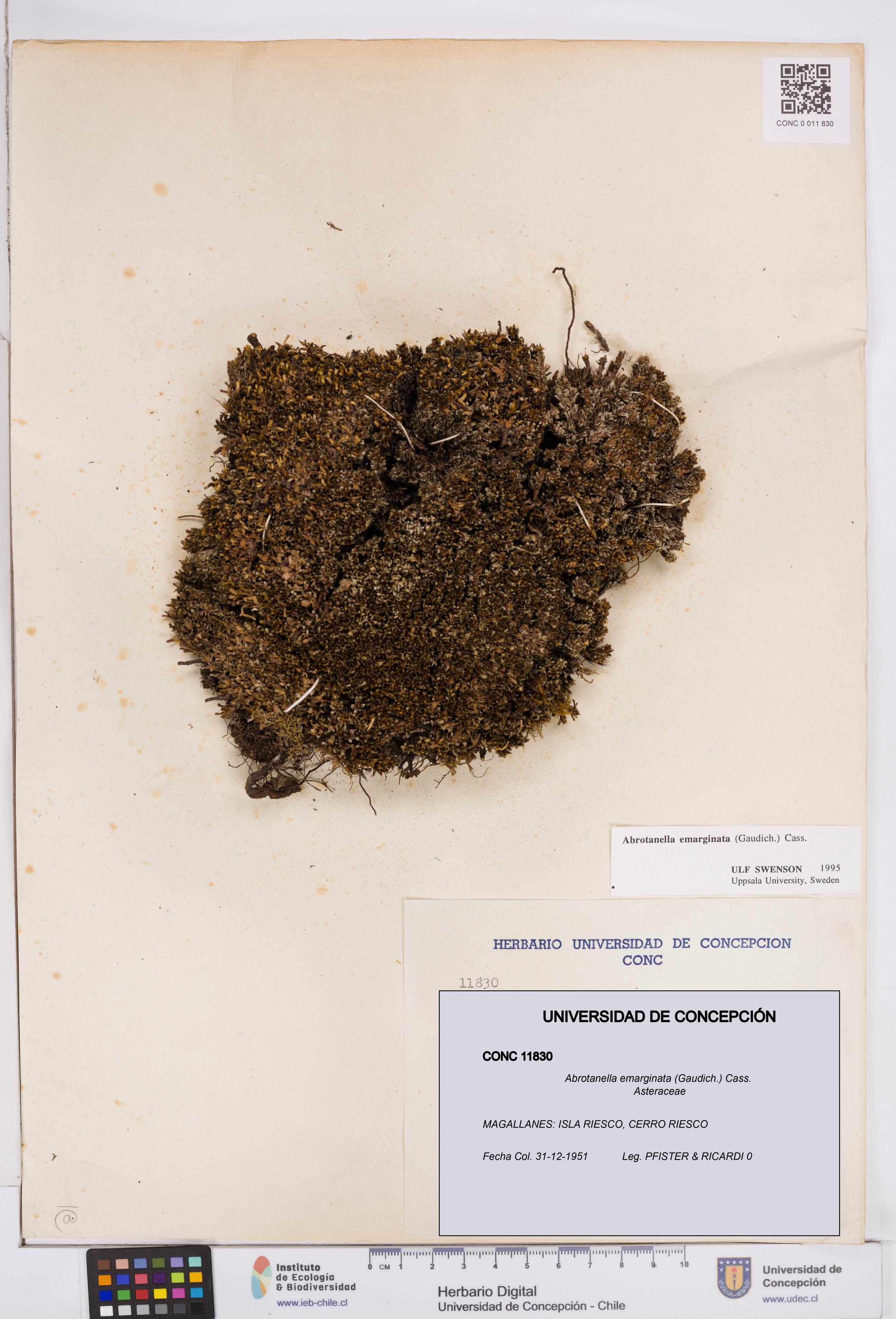 Abrotanella emarginata [Espécimen: ]