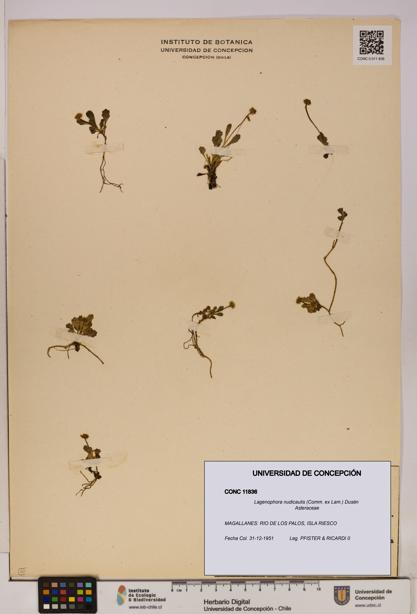 Lagenophora nudicaulis [Espécimen: ]