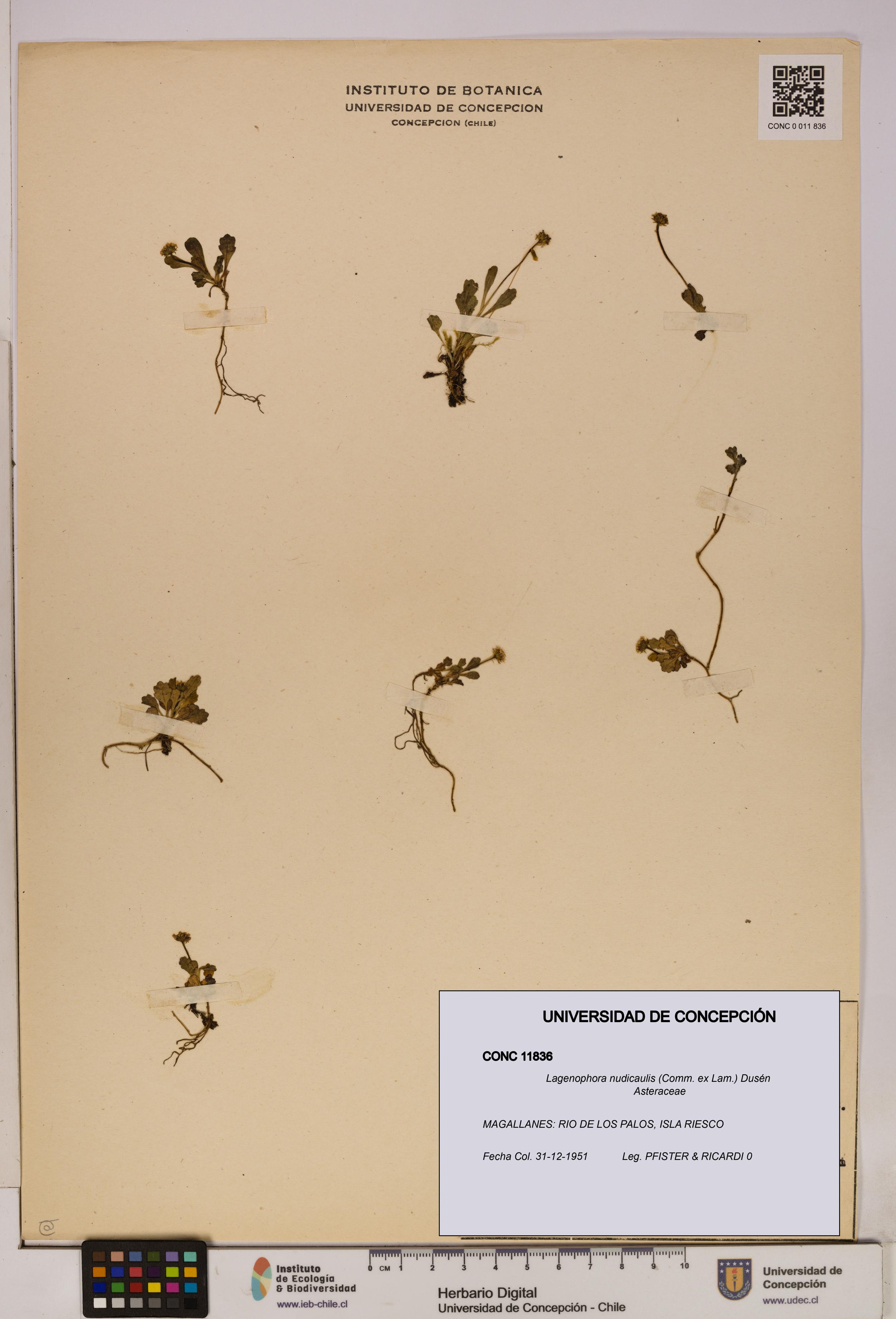 Lagenophora nudicaulis [Espécimen: ]