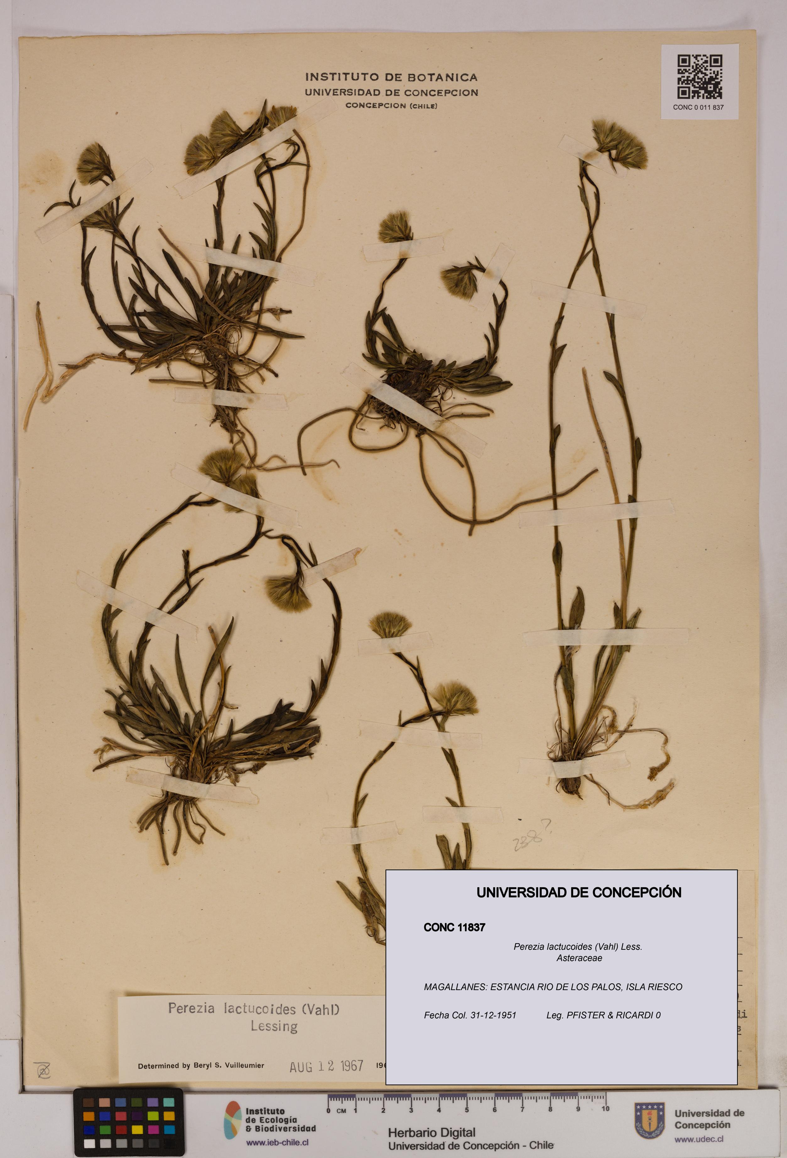 Perezia lactucoides [Espécimen: UDEC:CONC:0011837]