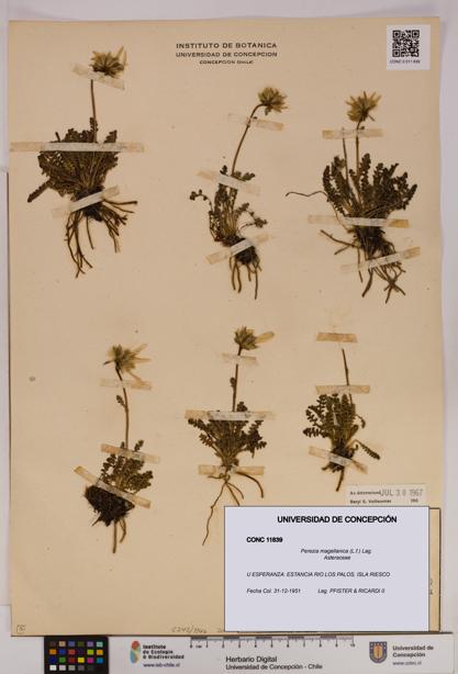 Perezia magellanica [Espécimen: UDEC:CONC:0011839]