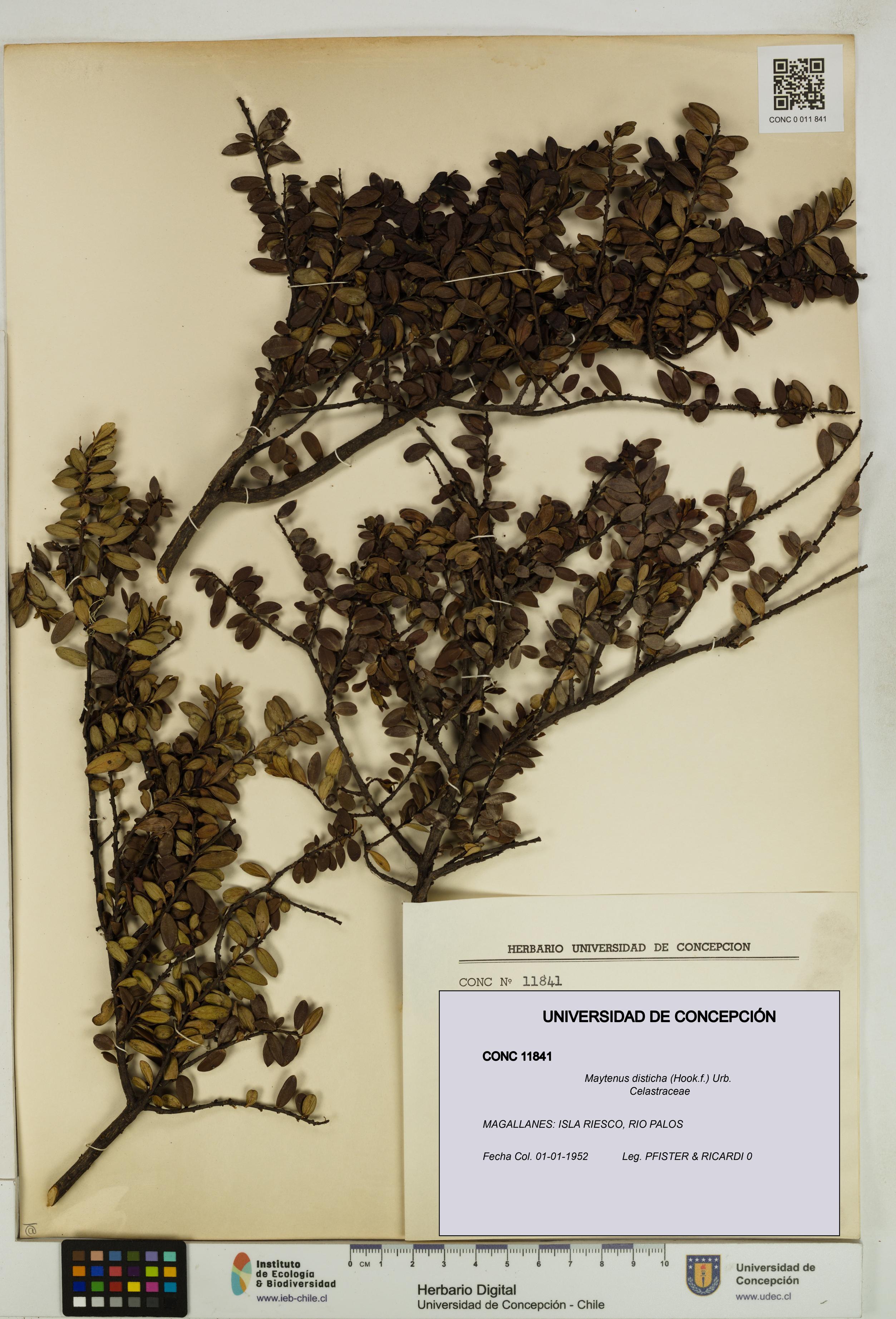 Maytenus disticha [Espécimen: UDEC:CONC:0011841]