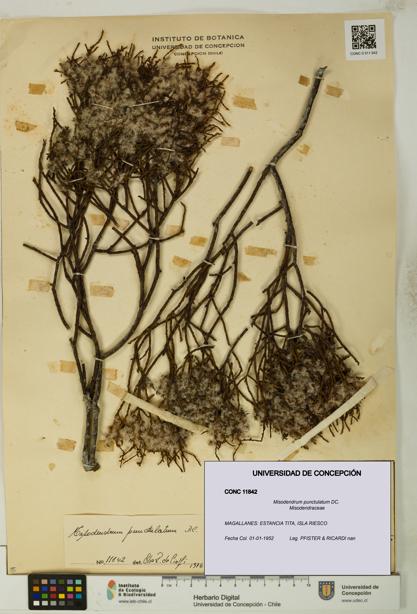 Misodendrum punctulatum [Espécimen: UDEC:CONC:0011842]