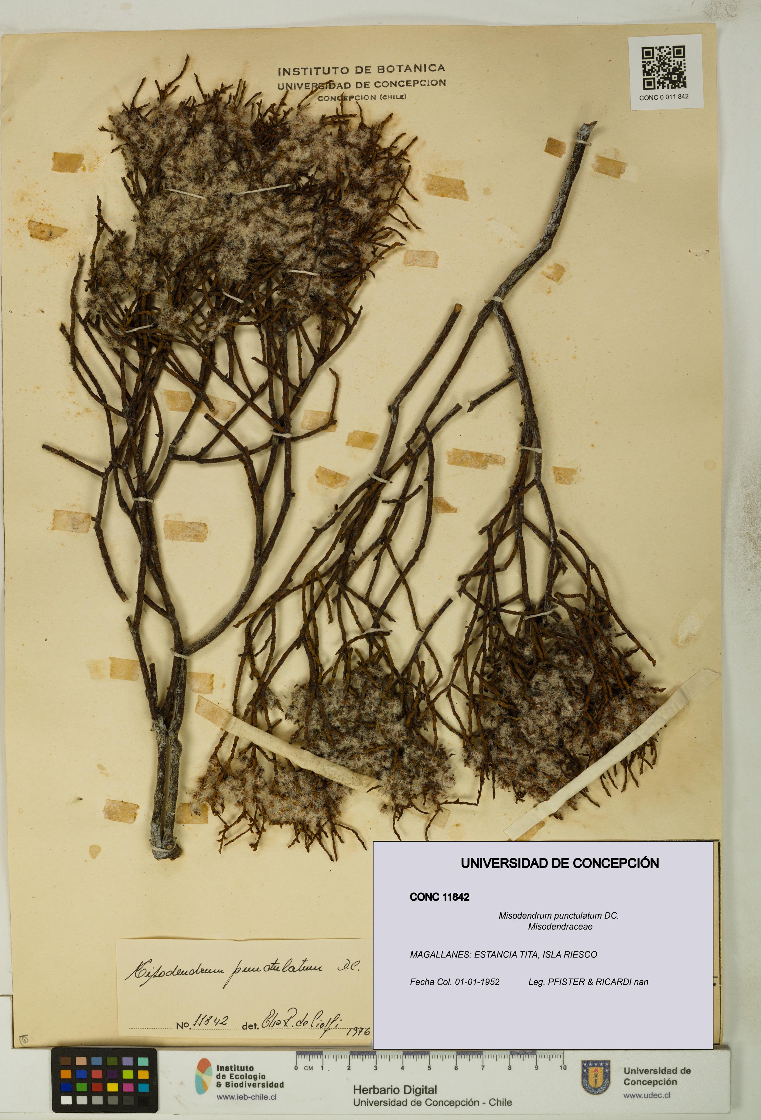 Misodendrum punctulatum [Espécimen: UDEC:CONC:0011842]