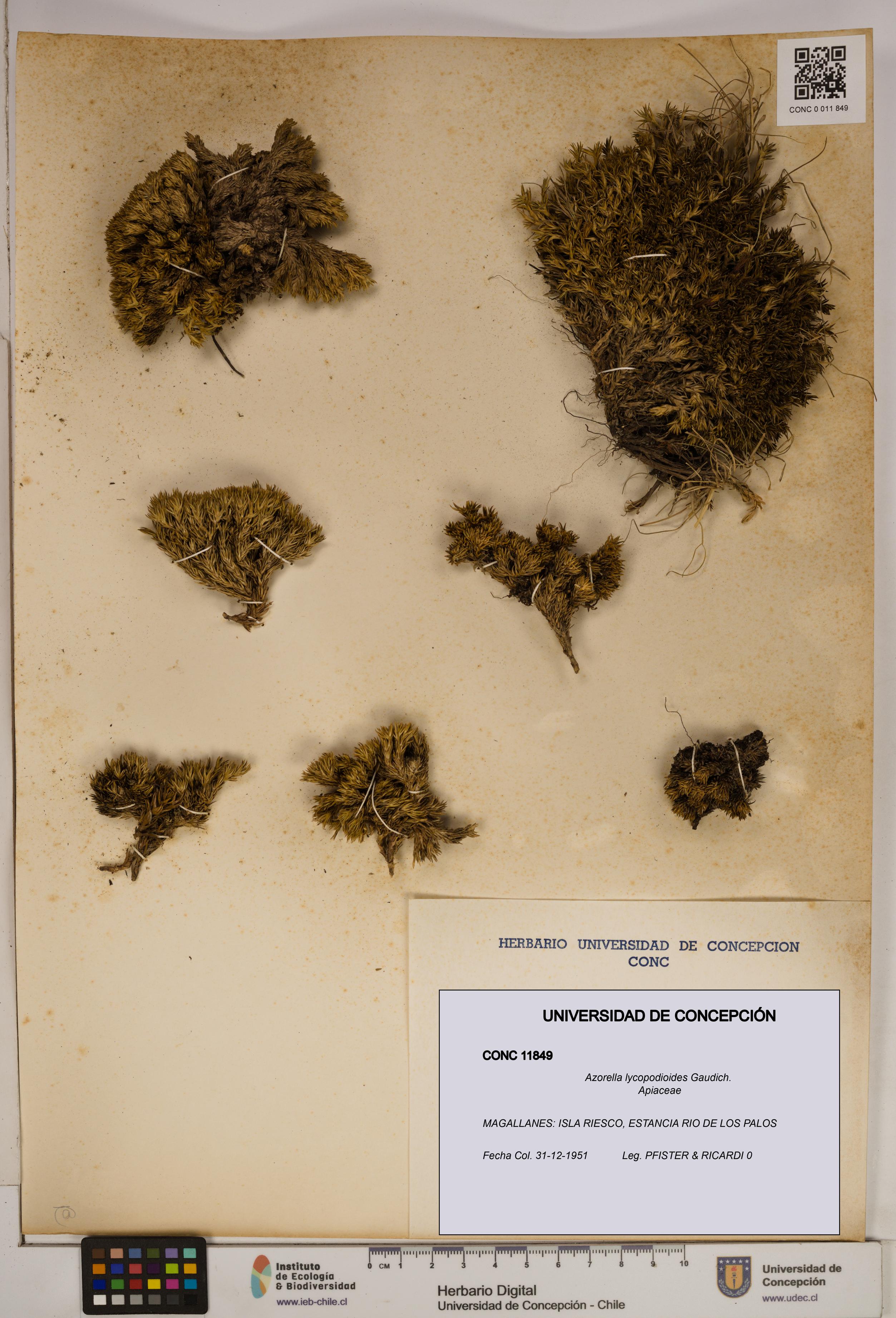 Azorella lycopodioides [Espécimen: ]