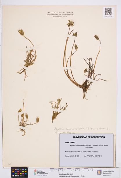 Agoseris coronopifolia [Espécimen: ]