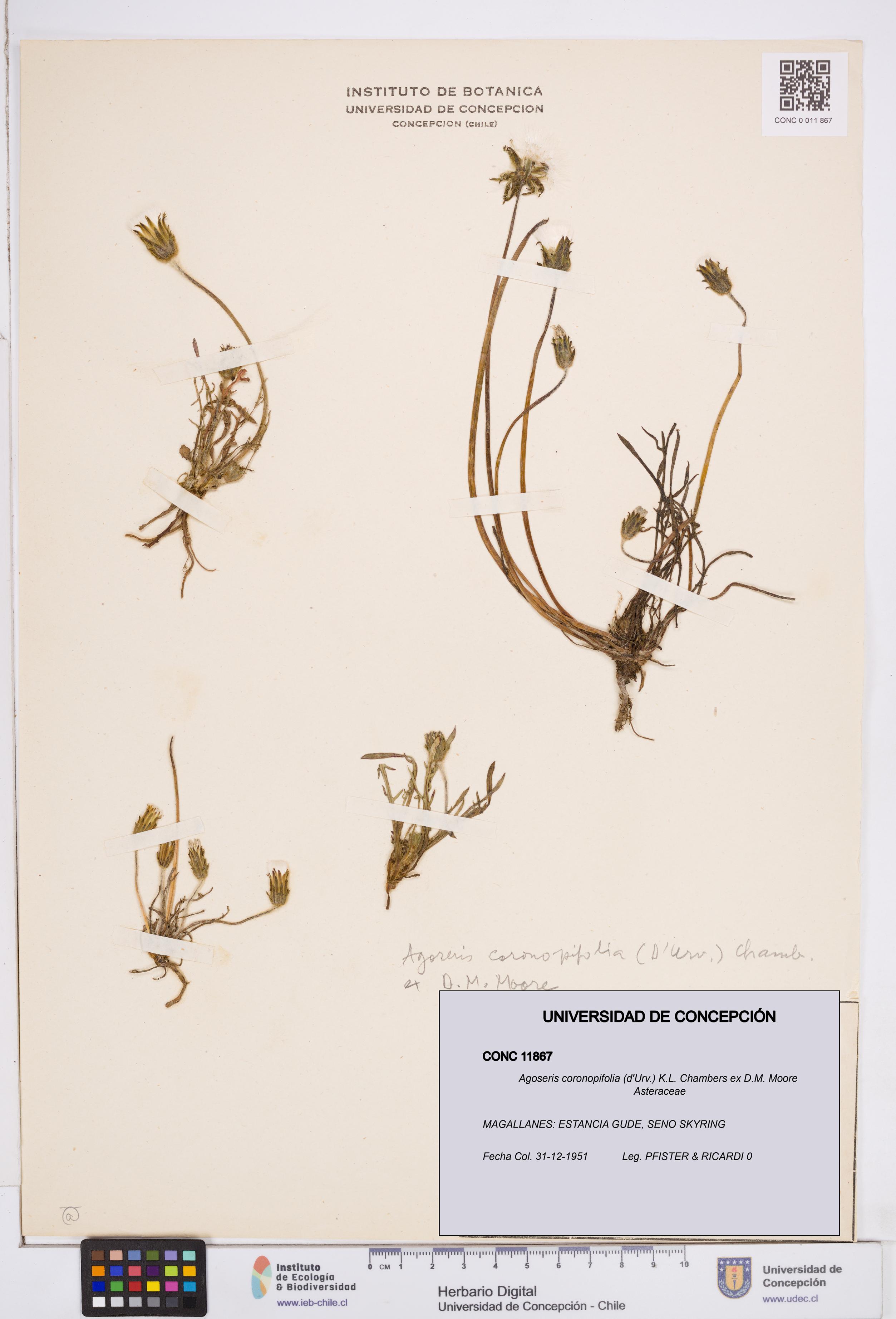 Agoseris coronopifolia [Espécimen: ]