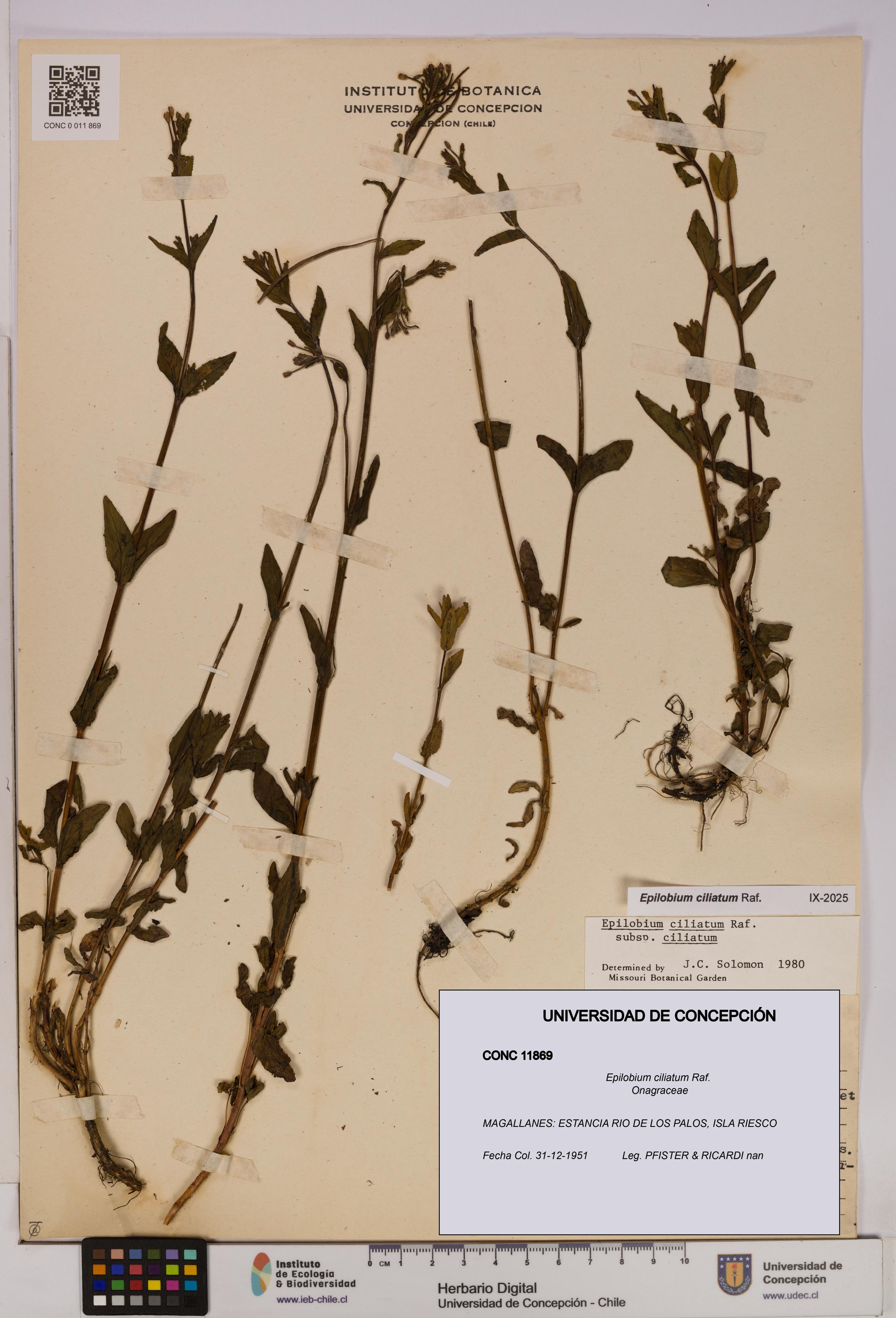 Epilobium ciliatum [Espécimen: UDEC:CONC:0011869]