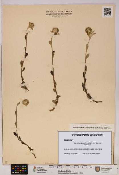 Gamochaeta spiciformis [Espécimen: UDEC:CONC:0011871]