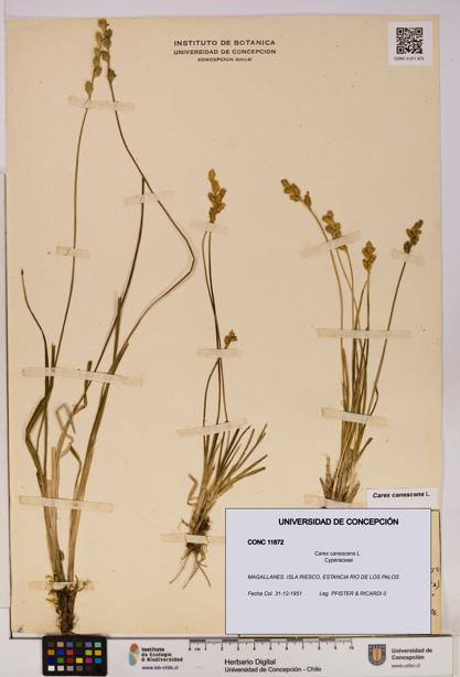 Carex canescens [Espécimen: UDEC:CONC:0011872]