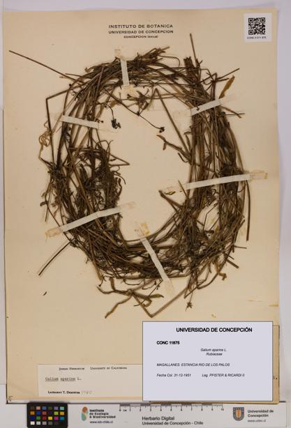 Galium aparine [Espécimen: UDEC:CONC:0011875]