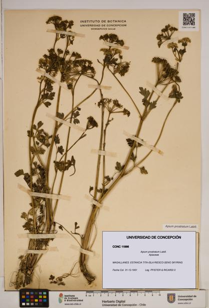 Apium prostratum [Espécimen: ]