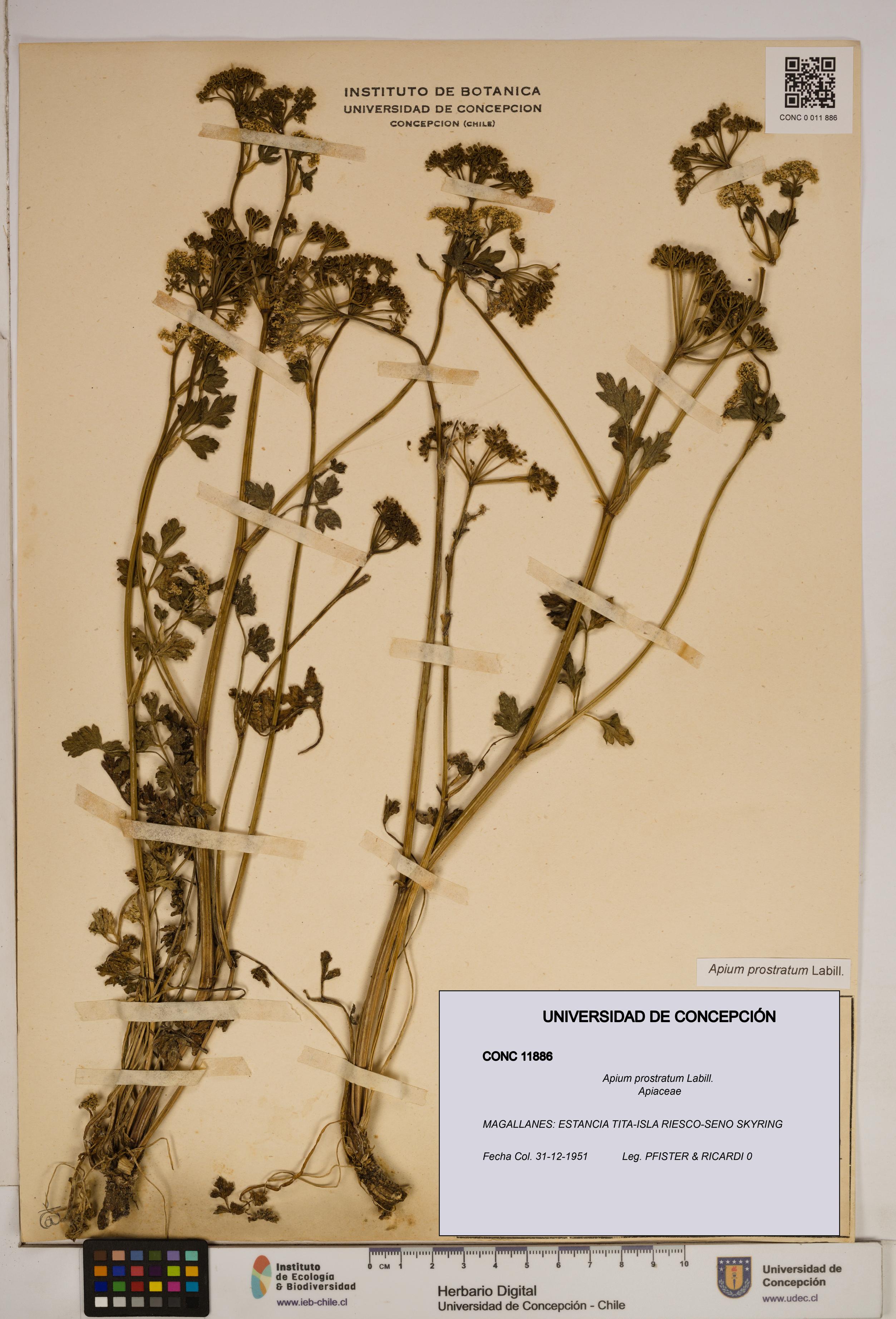 Apium prostratum [Espécimen: ]