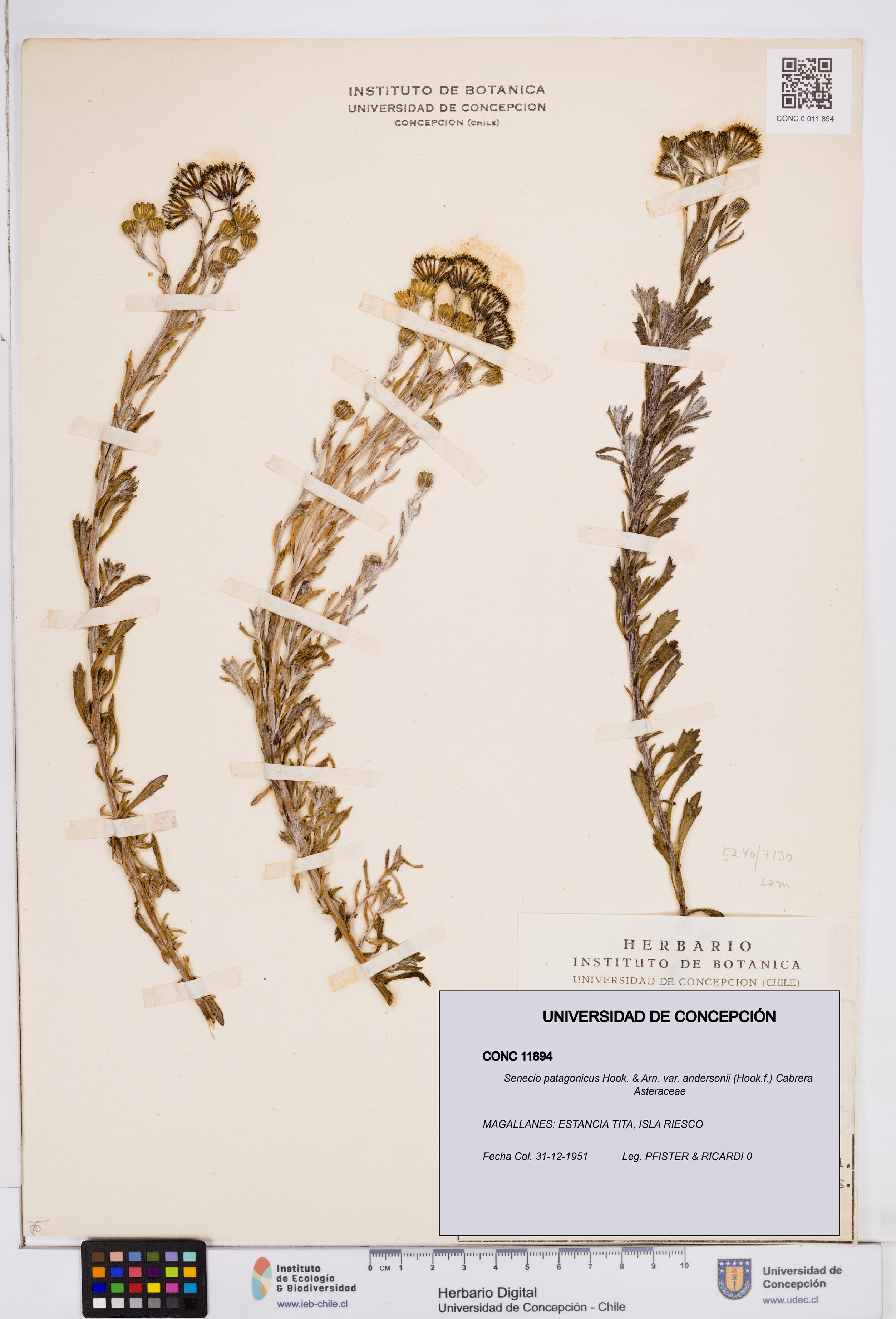 Senecio patagonicus var. andersonii [Espécimen: ]