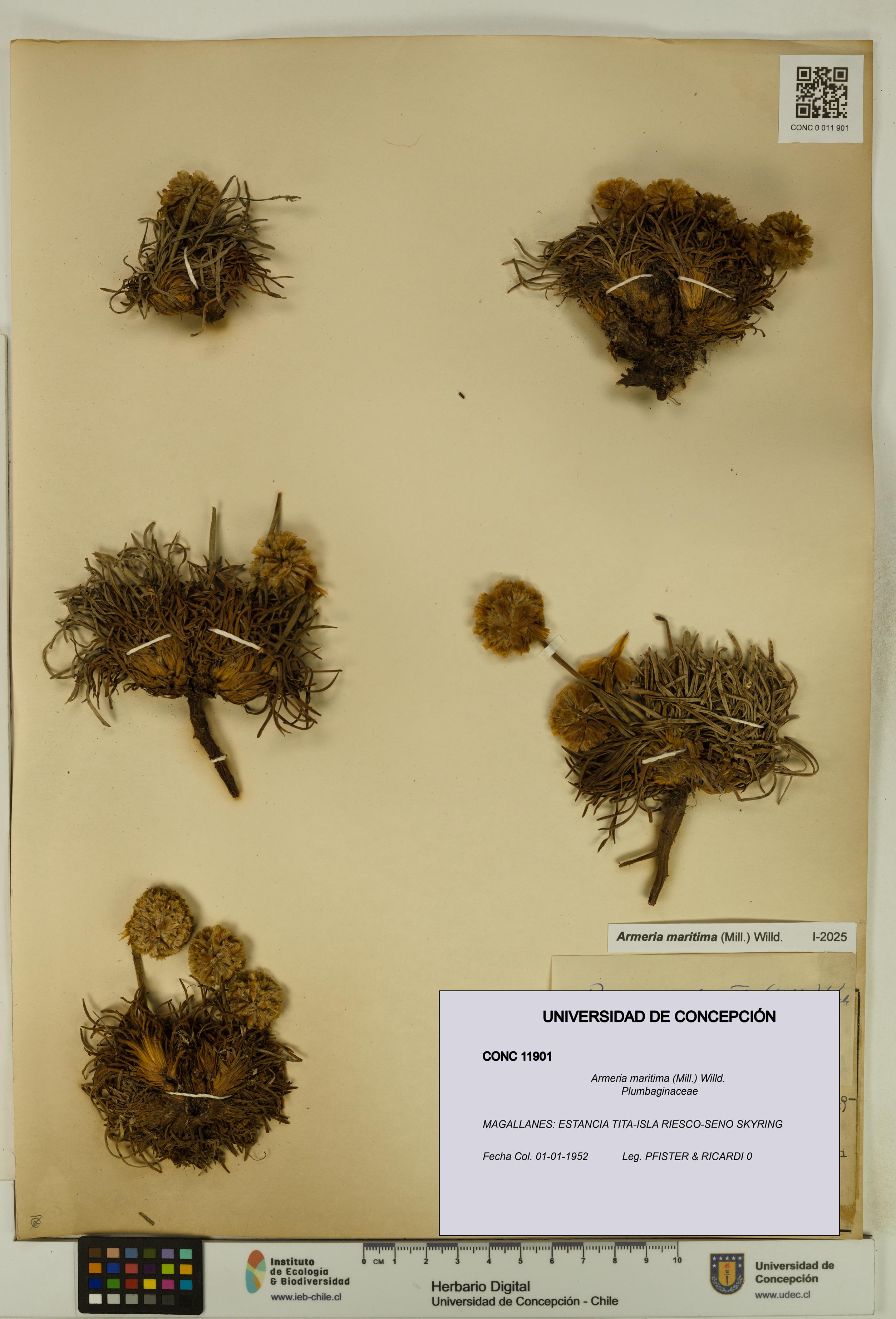 Armeria maritima [Espécimen: UDEC:CONC:0011901]