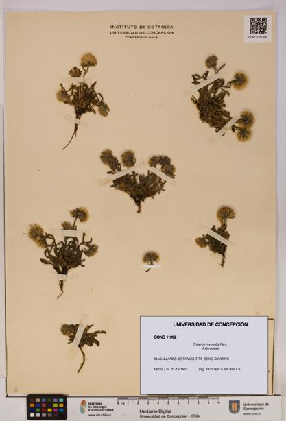 Erigeron myosotis [Espécimen: UDEC:CONC:0011902]