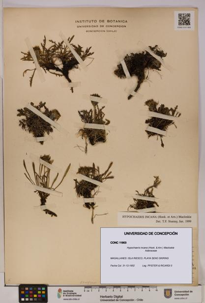 Hypochaeris incana [Espécimen: UDEC:CONC:0011903]