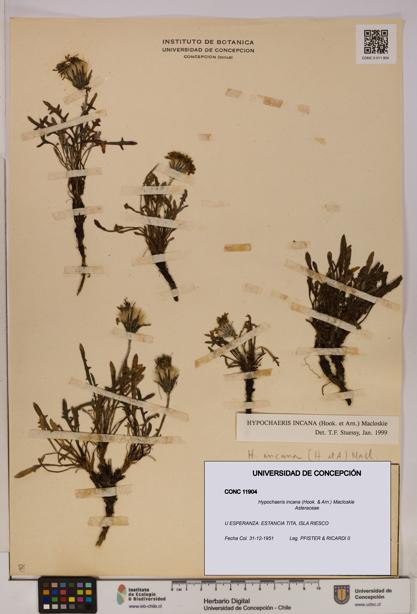 Hypochaeris incana [Espécimen: UDEC:CONC:0011904]