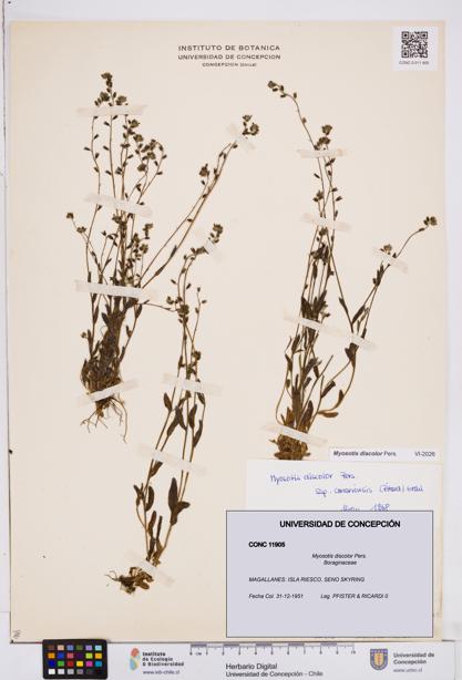 Myosotis discolor [Espécimen: ]
