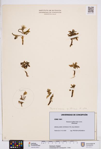 Taraxacum gilliesii [Espécimen: ]
