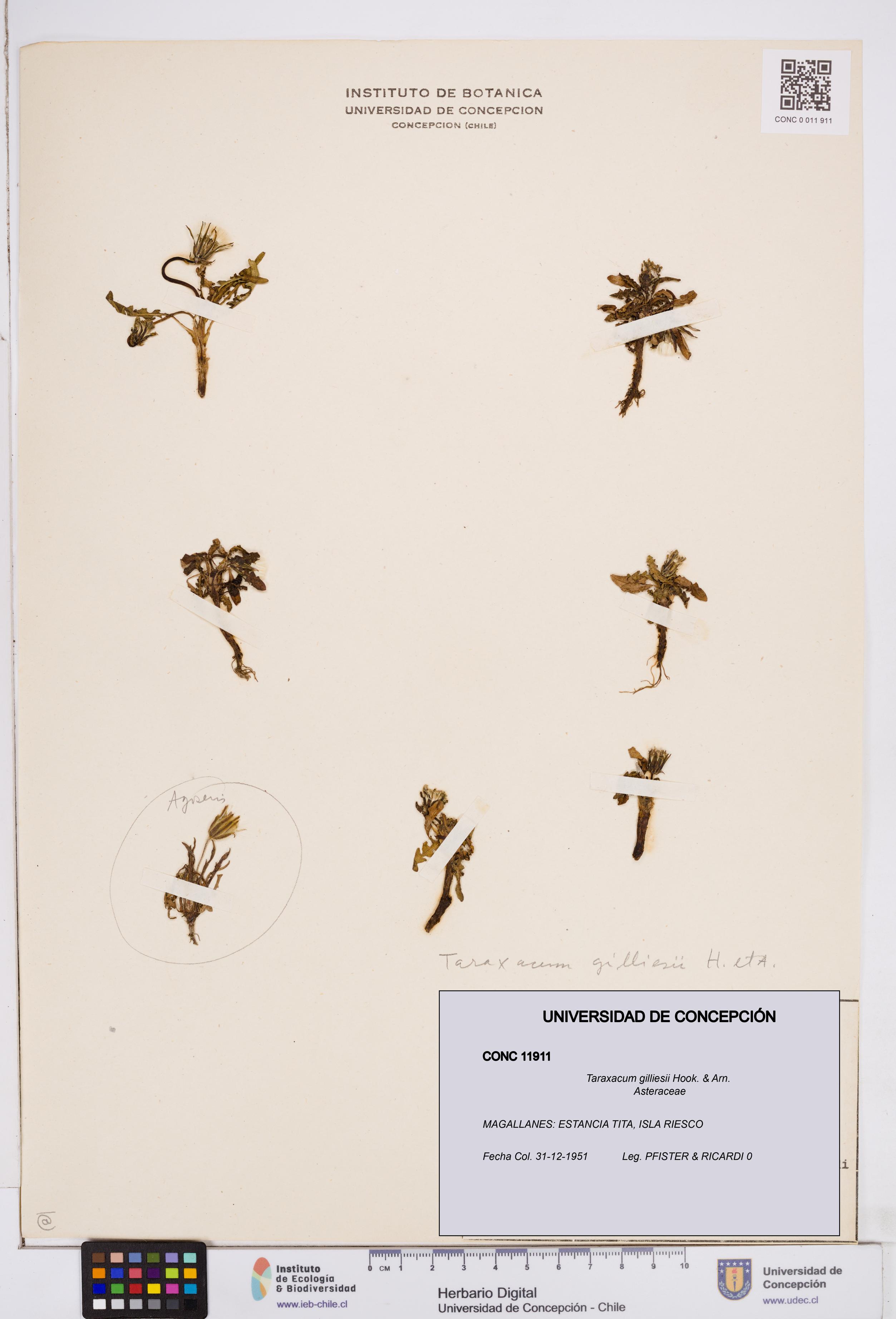 Taraxacum gilliesii [Espécimen: ]