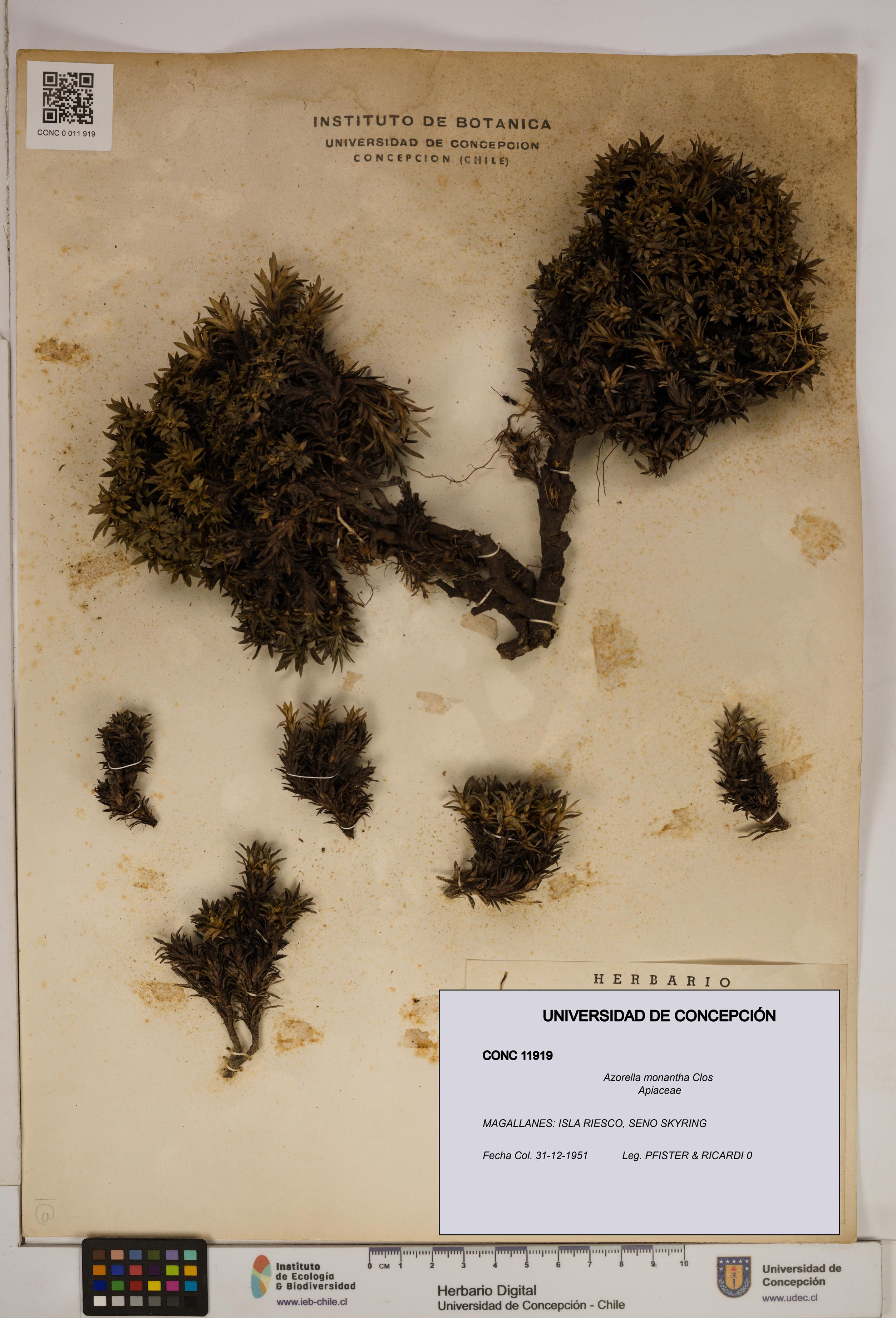 Azorella monantha [Espécimen: ]