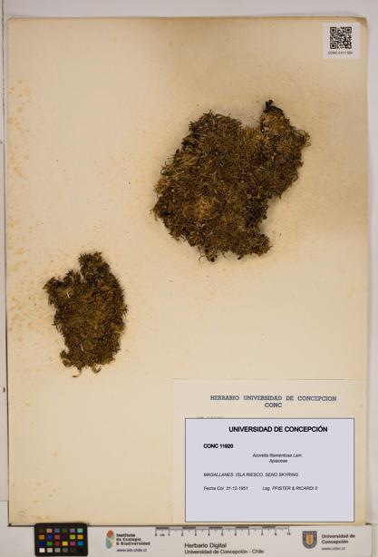 Azorella filamentosa [Espécimen: ]