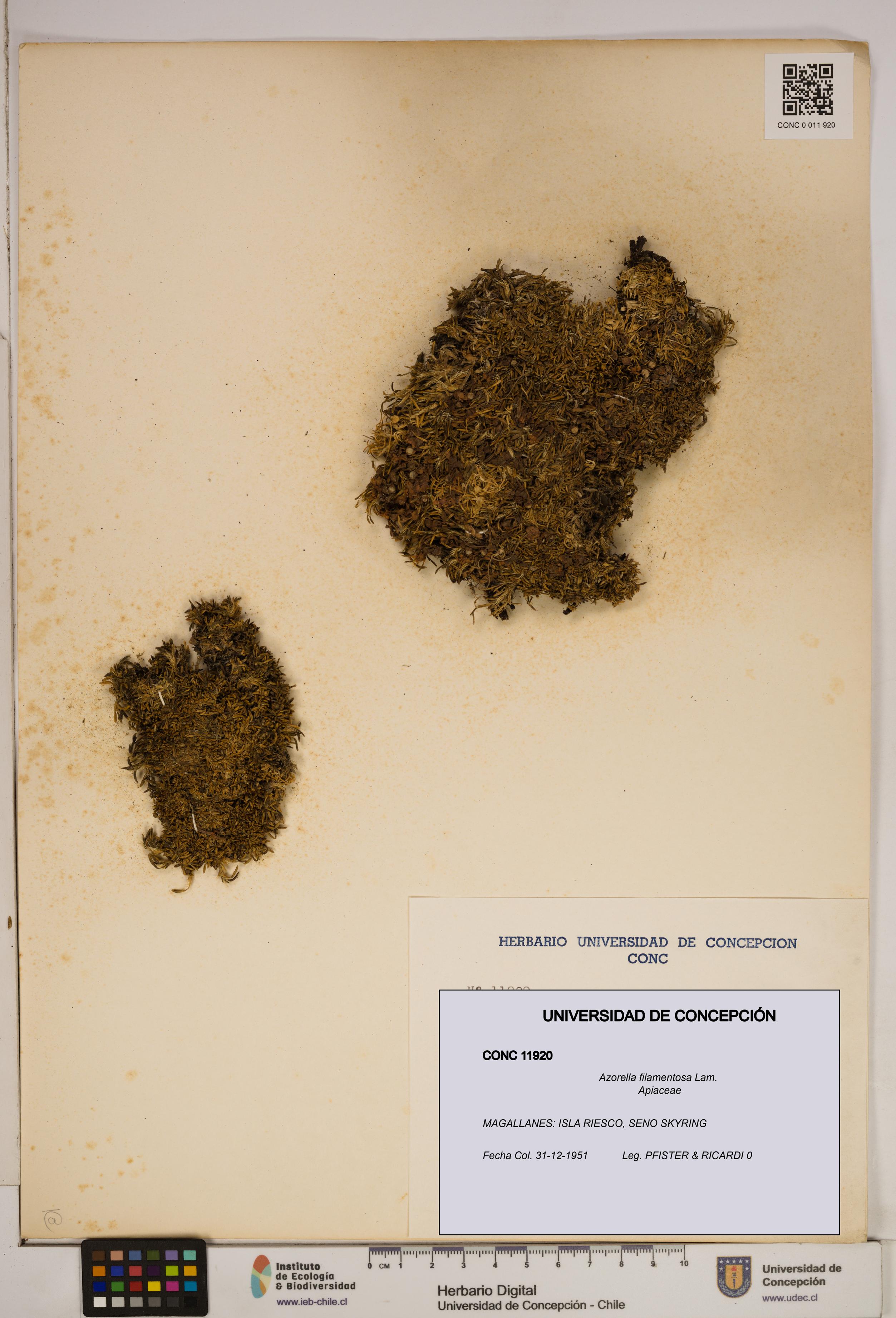 Azorella filamentosa [Espécimen: ]