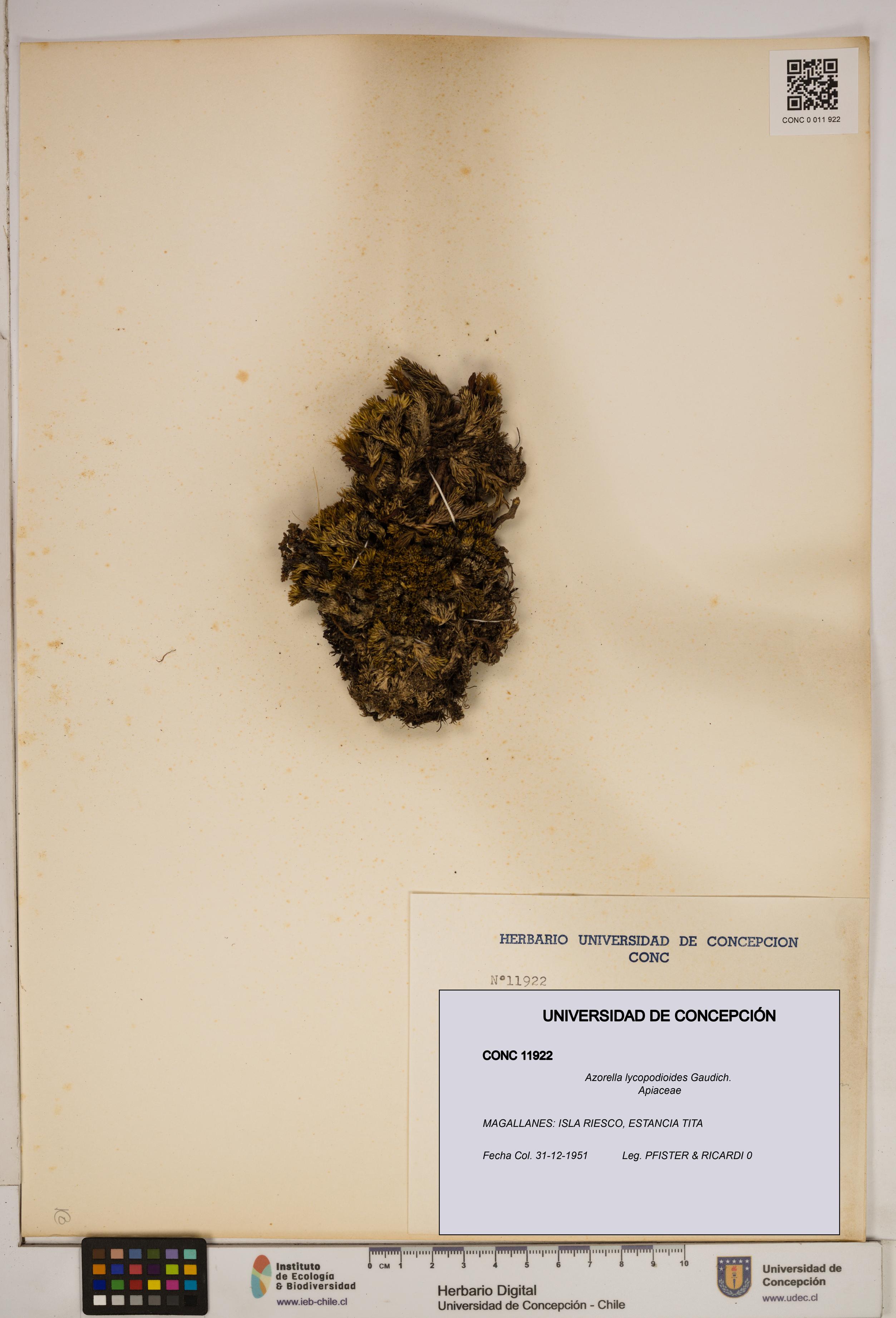 Azorella lycopodioides [Espécimen: ]